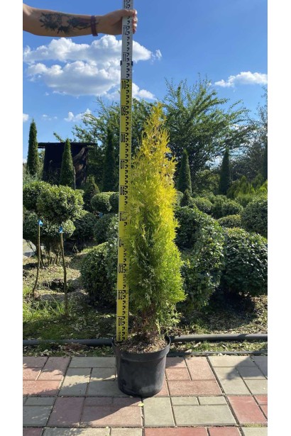 Туя західна Янтар - 5л/вис.80-100см/Ø30-40см